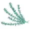 logo geraldine picord naturopathe